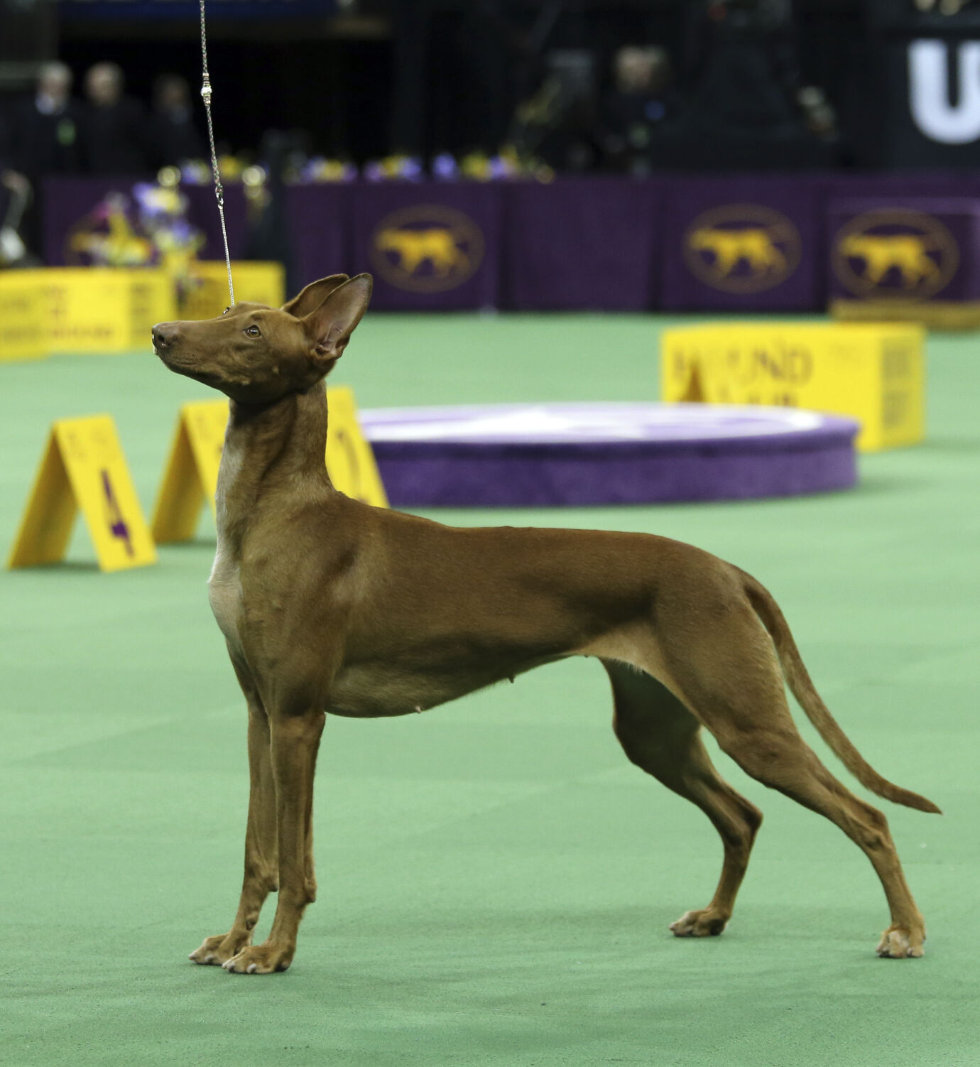 Dog Show